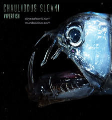 Mandíbula chauliodus sloani. Perfil cabeza de pez víbora. Viperfish teeth