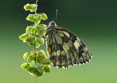 Marbled White Butterfly, Friston Forest