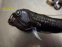 Viperfish Chauliodus sloani  - Pez víbora