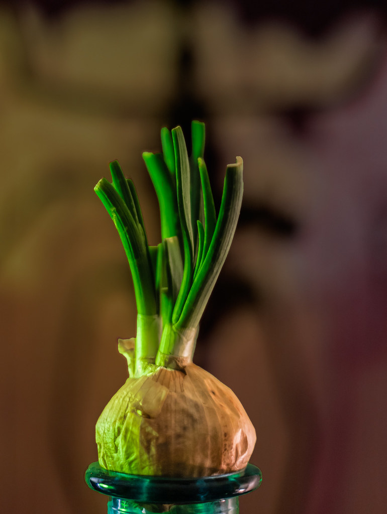 : onion with alien