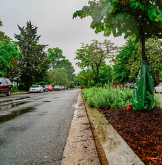 2019.05.04 Vermont Avenue Garden Blooms and Work Party, Washington, DC USA 01988