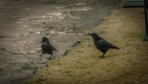 Crows ©  Raymond Zoller