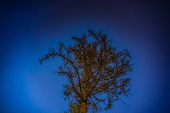 Gnarled Old Conifer Against the Stars