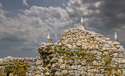 Seagulls ©  Raymond Zoller