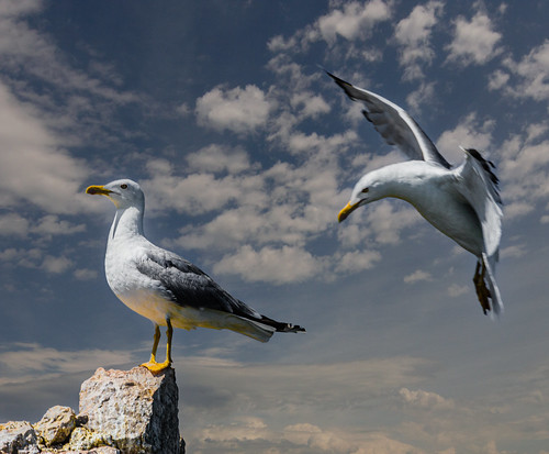 Seagulls ©  Raymond Zoller