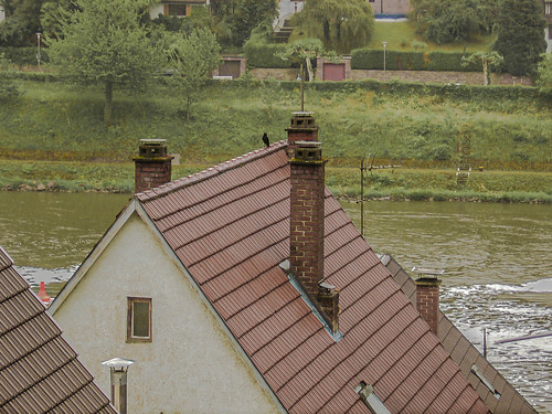 Raven on rooftop ©  Raymond Zoller