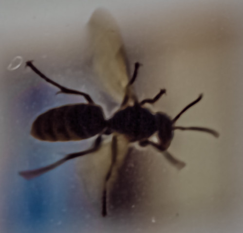 Wasp after Lightroom hypertreatment ©  Raymond Zoller