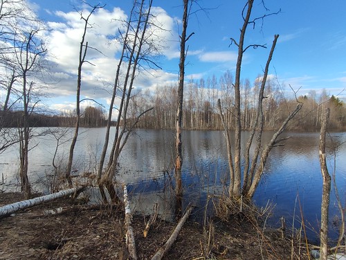 Flooded Islets on the Lake, Veliky Novgorod region. Russia. ©  Andrey Korchagin