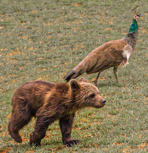 Bear cub with peacock ©  Raymond Zoller