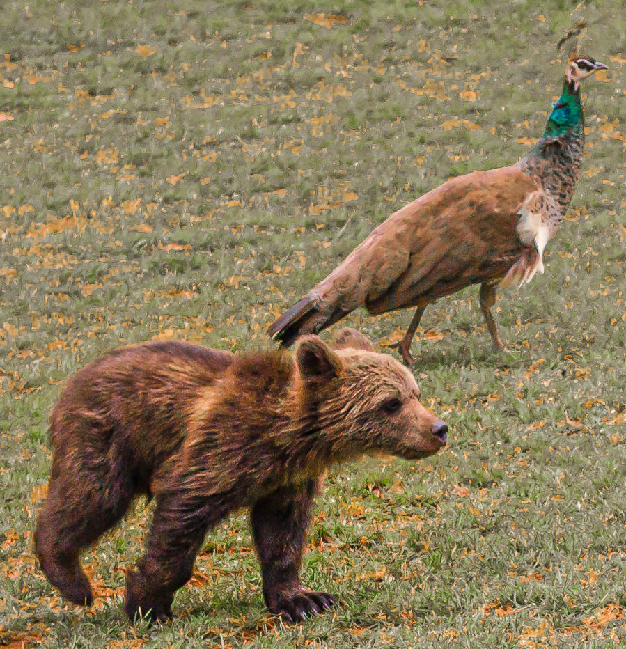 : Bear cub with peacock