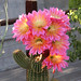 Pink echinopsis super bloom