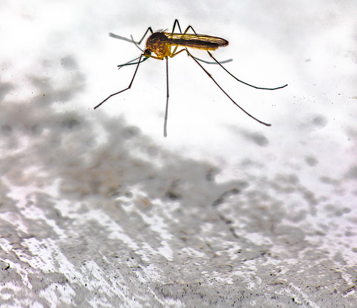 Mosquito in high-altitude flight ©  Raymond Zoller