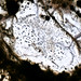 Allende Meteorite Thin Section Image 1
