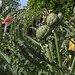 Artichokes and poppies in the Sensory Patios, Tucson Botanical Gardens