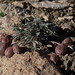 little bigpod, Astragalus platytropis