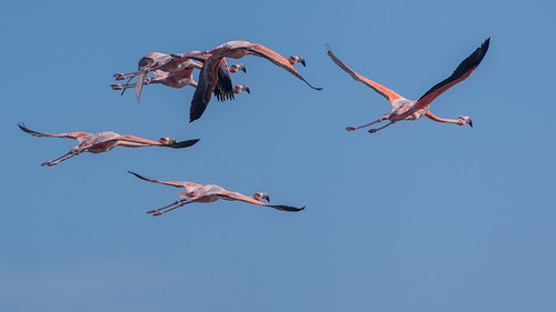 Flying Flamingos ©  kuhnmi