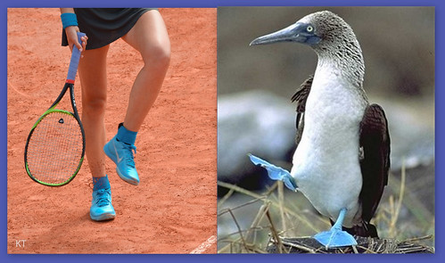 Victoria Azarenka - The mating dance of the blue-footed booby