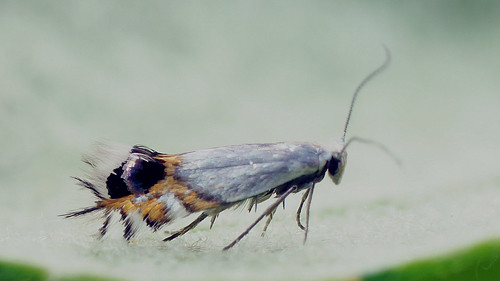 Leucoptera malifoliella -  Pear Leaf Blister Moth -    ©  Cossus
