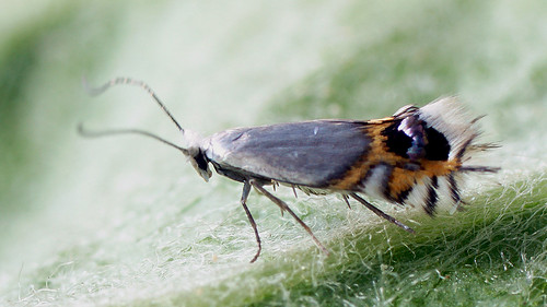 Leucoptera malifoliella -  Pear Leaf Blister Moth -    ©  Cossus