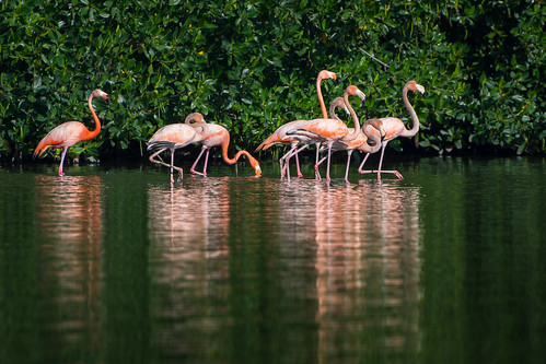 Flamingos ©  kuhnmi