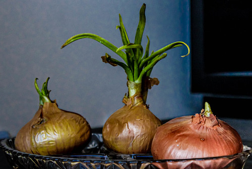 Onion-Guru with followers ©  Raymond Zoller