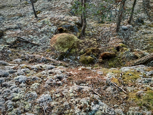 northern pine habitat ©  foam