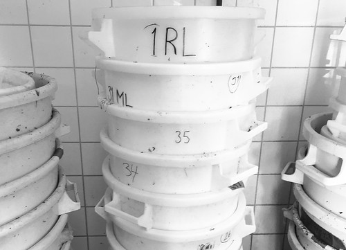 IRL buckets ©  foam