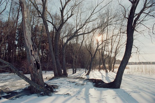   / Frozen forest ©  spoilt.exile
