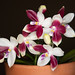 Phalaenopsis speciosa – Debbie Amis