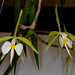 Epidendrum parkinsonianum – Alex Nadzan