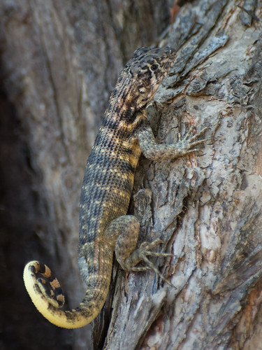Curly Tailed Lizard ©  kuhnmi