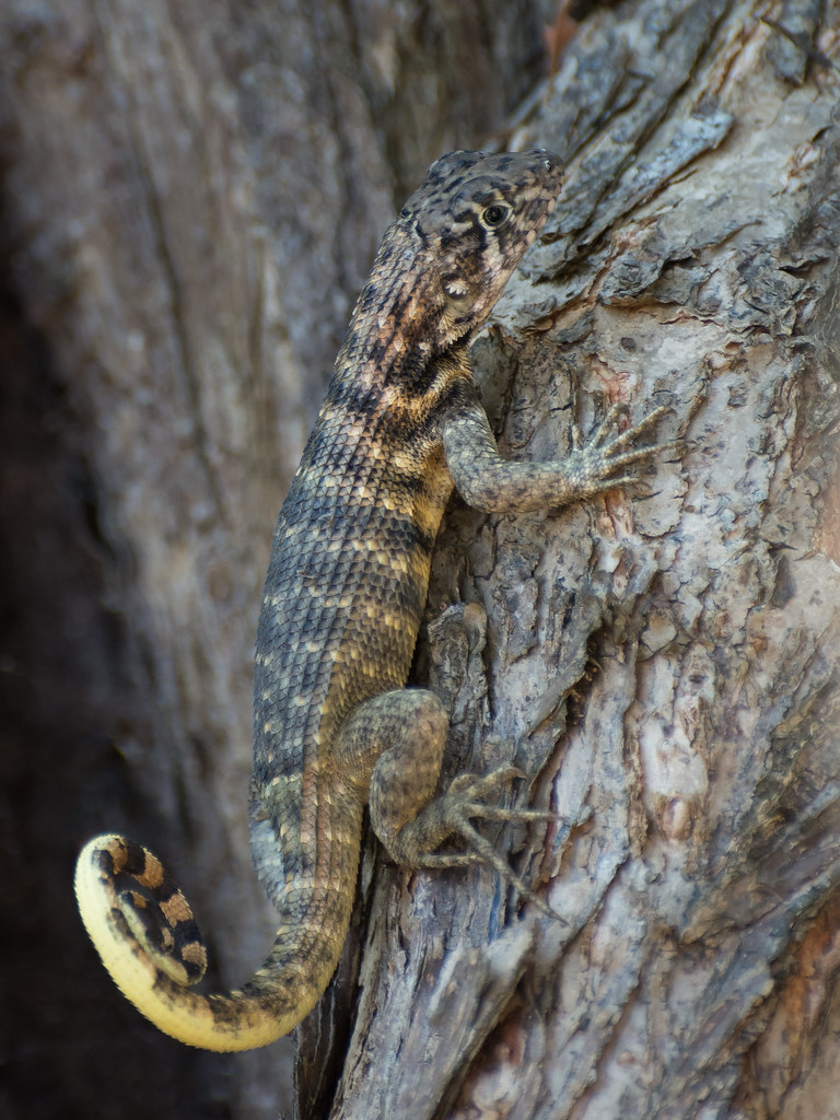 : Curly Tailed Lizard