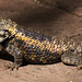 Desert spiny lizard at Café Botanica, Tucson Botanical Gardens