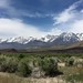 White - Inyo Mountains - Inyo National Forest