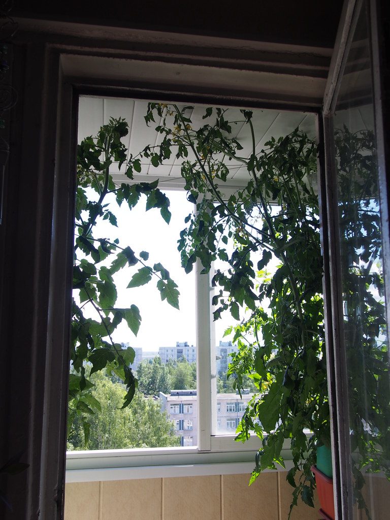 : Tomatoes on my balcony