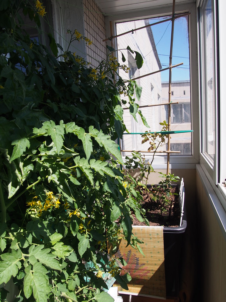 : Tomatoes on my balcony