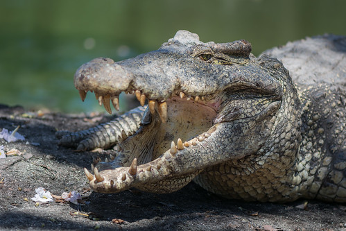 Cuban Crocodile ©  kuhnmi
