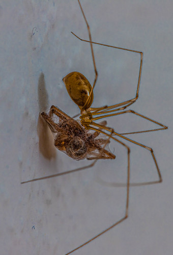 Spidereating spider ©  Raymond Zoller