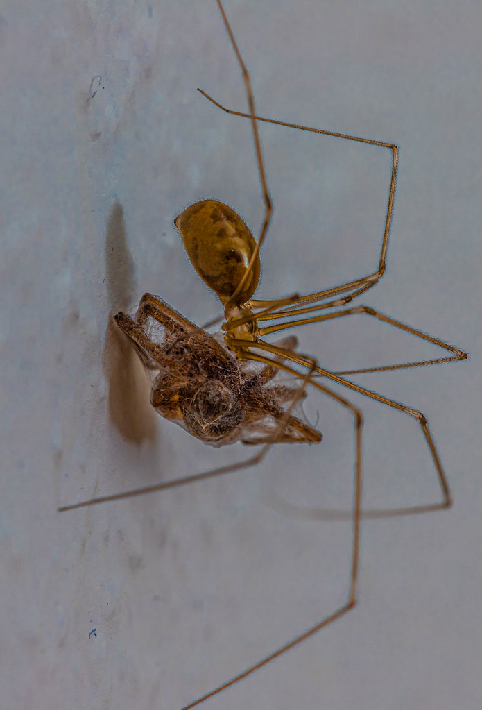 : Spidereating spider