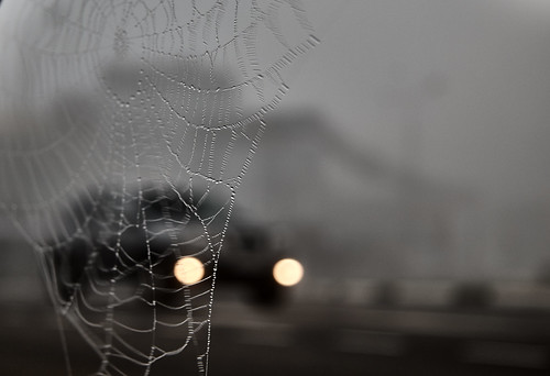 Cobweb morning ©  Dmitriy Protsenko