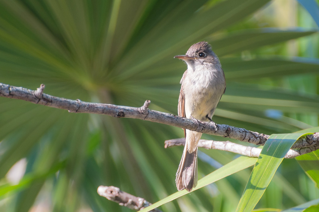 : Small Bird in Playa Larga, Cuba