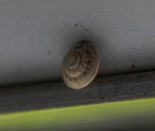 Snail ©  Raymond Zoller