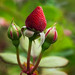 The new hybrid Strawberry Rose