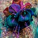 Painted Fuchsia__EXPLORED