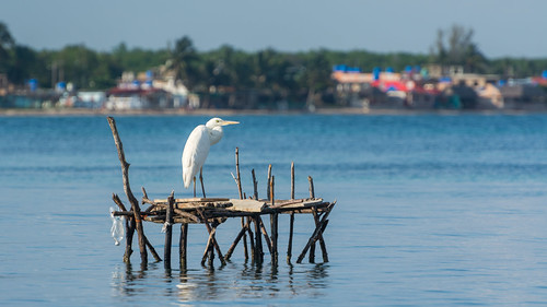 White Heron in front of Playa Larga ©  kuhnmi