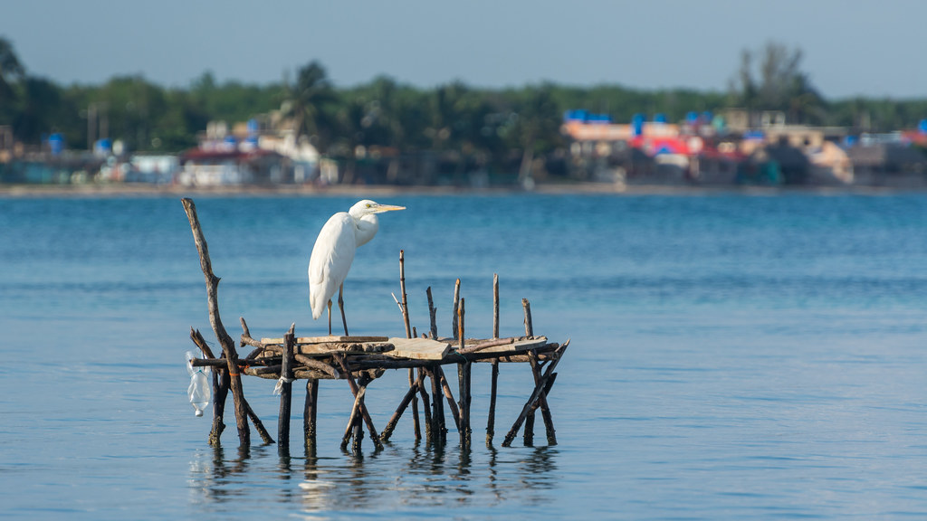 : White Heron in front of Playa Larga
