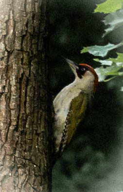 Woodpecker ©  Raymond Zoller