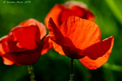 Mohnblume im Gegenlicht -  Poppy in the back light