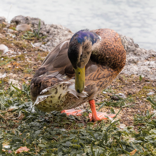 Duck ©  Raymond Zoller