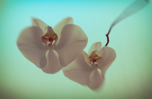 #Orchids #Floating ©  NO PHOTOGRAPHER